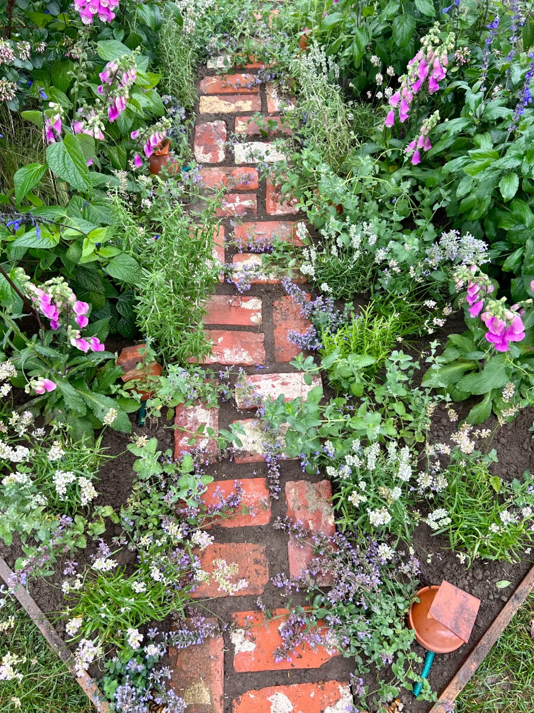 A brick path winding through a romantic show garden, edged with pink foxgloves, catmint and white lavender.