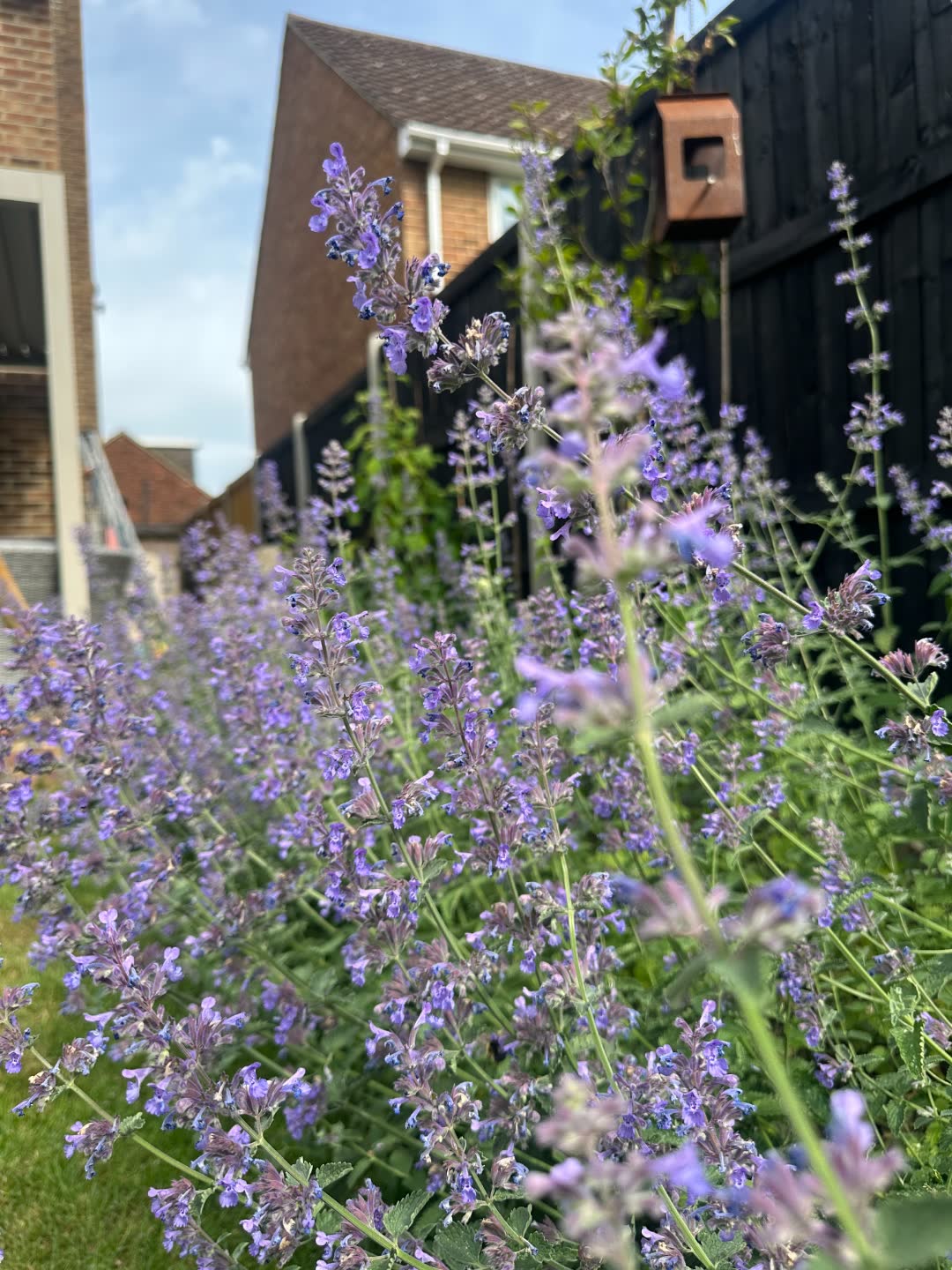 Catmint in flower along a black fence