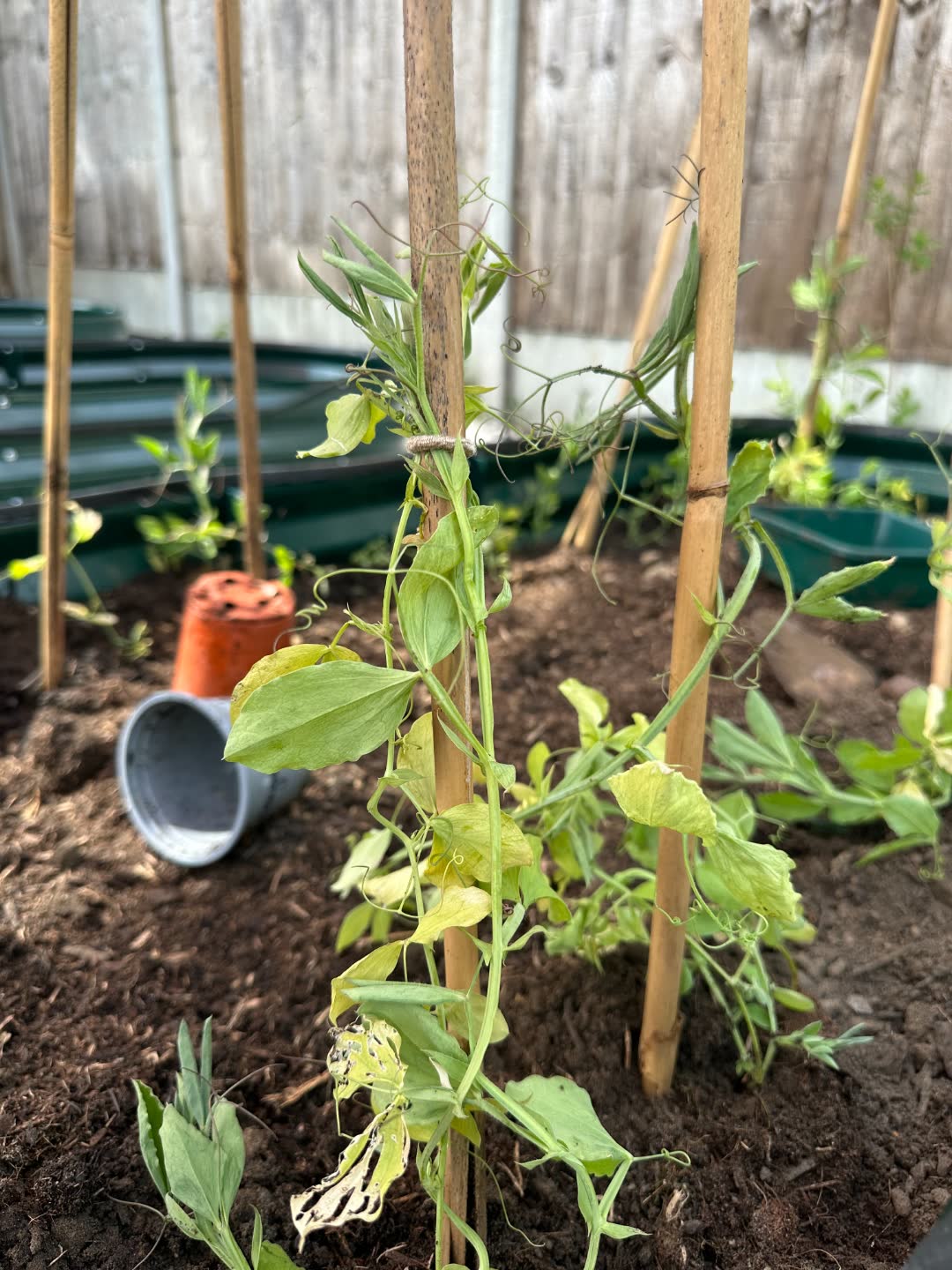Sweet pea seedlings climbing canes in a raised allotment bed