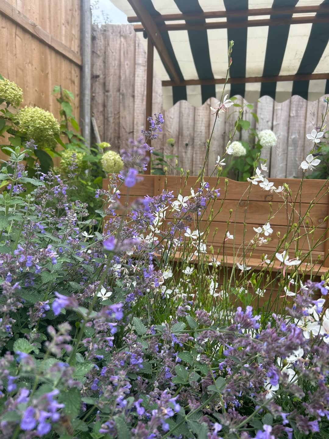 Nepeta and gaura under a striped pergola in a private garden