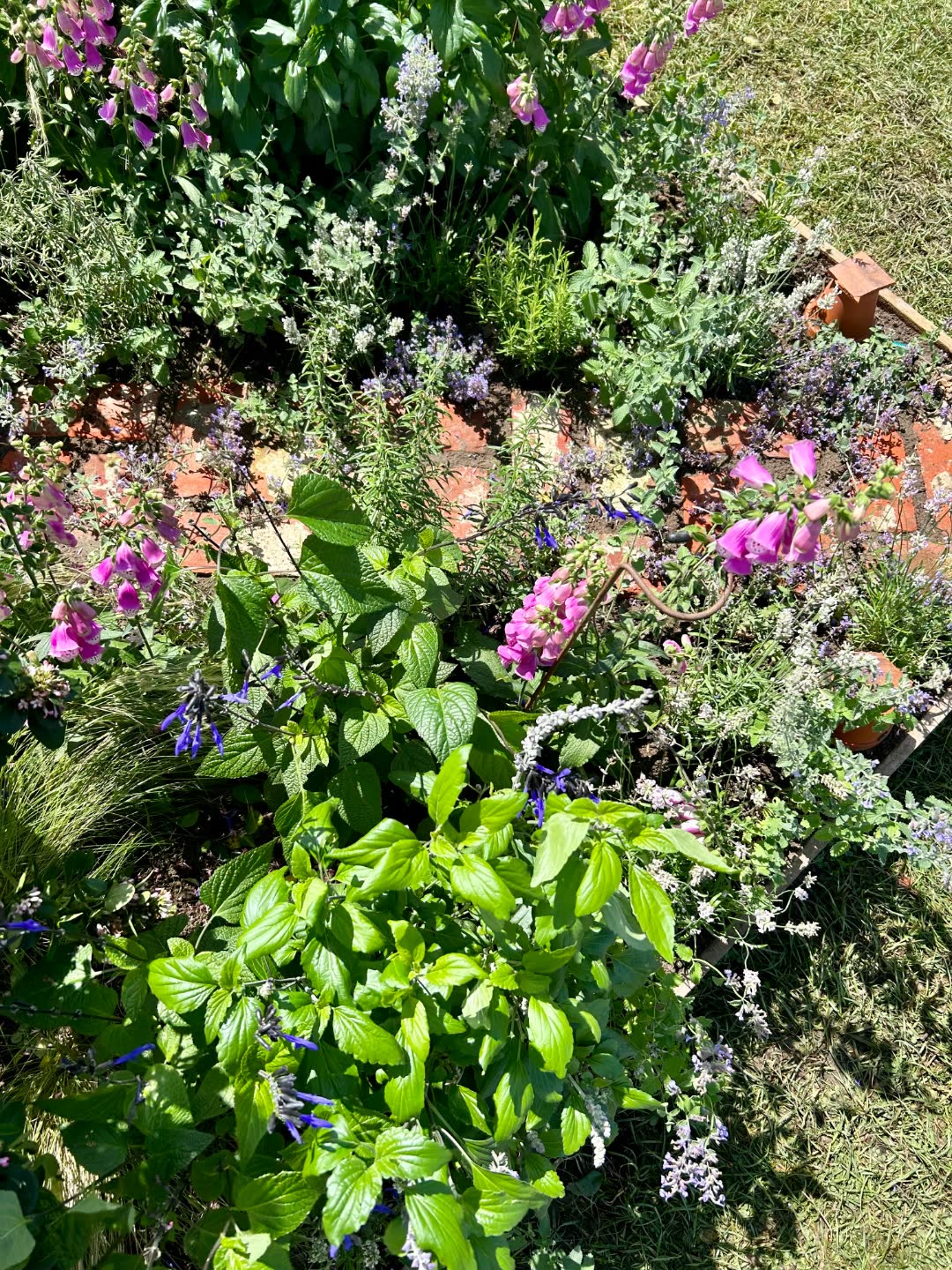 A close-up of foxgloves, salvia and basil in a brick herb parterre