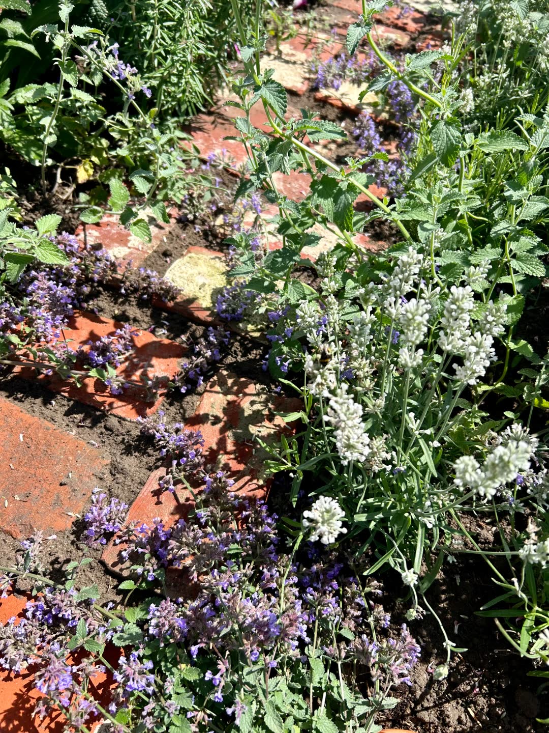 A reclaimed brick path softened with self-seeded catmint and white lavender