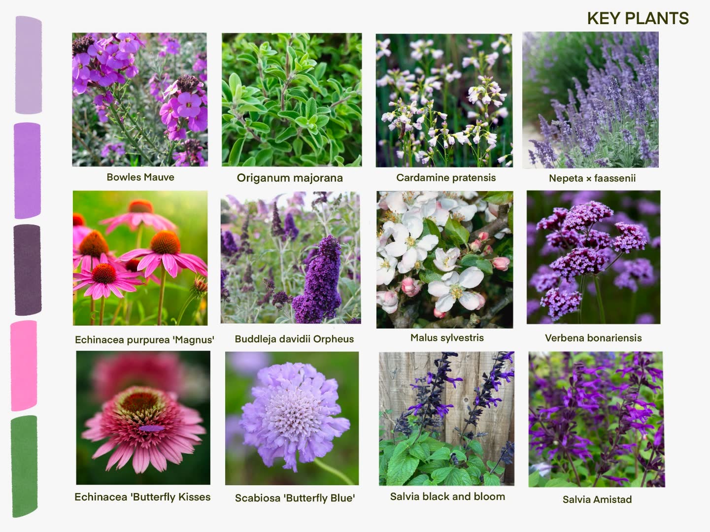 A planting palette board for a show garden showing twelve key plants including Bowles Mauve, Nepeta, Echinacea Purpurea, Buddleja and Salvia Amistad.