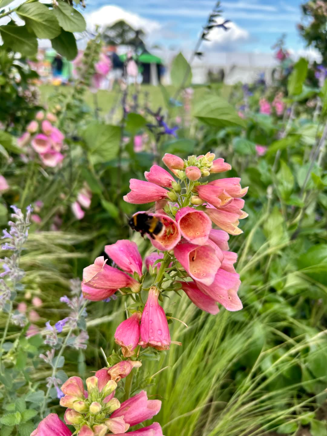 A bumblebee resting inside a coral foxglove flower in a pollinator-rich show garden border.