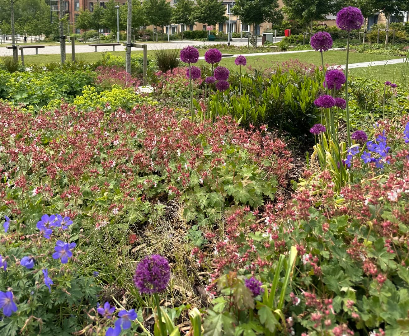 A naturalistic public-realm planting scheme with purple alliums, pink hardy geraniums and shrubs along a residential street, with new housing in the background.